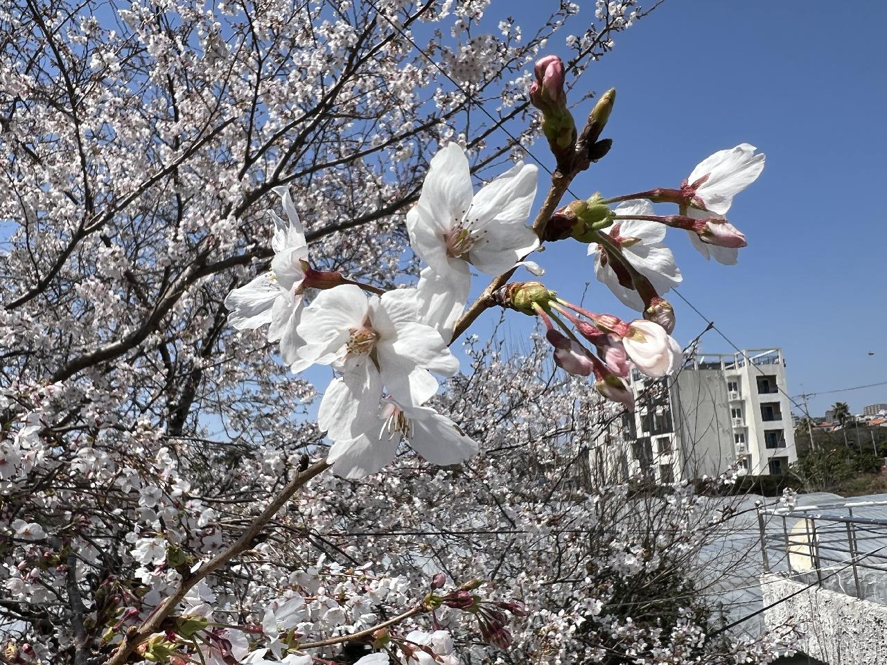 ダイブマップセンターにも春がやってきました。