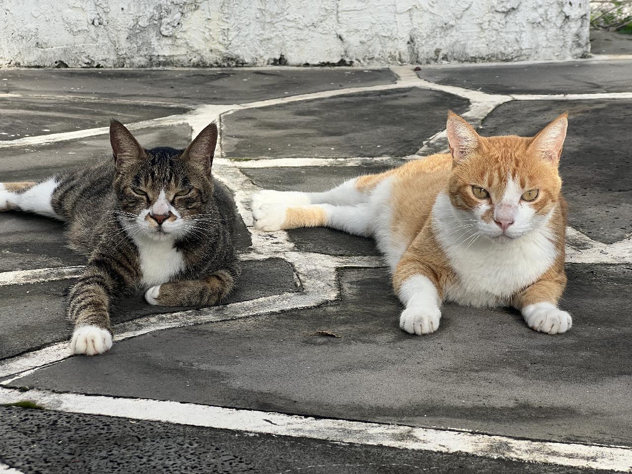 ダイブマップの庭に住みついている地域猫たち。
