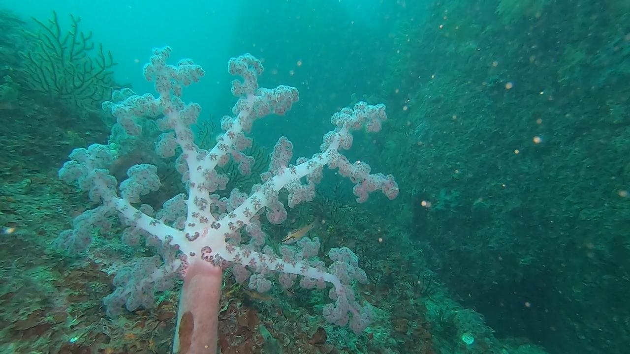 Diving at Seopseom Jejigi (제지기) – Always Showing Stunning Scenery