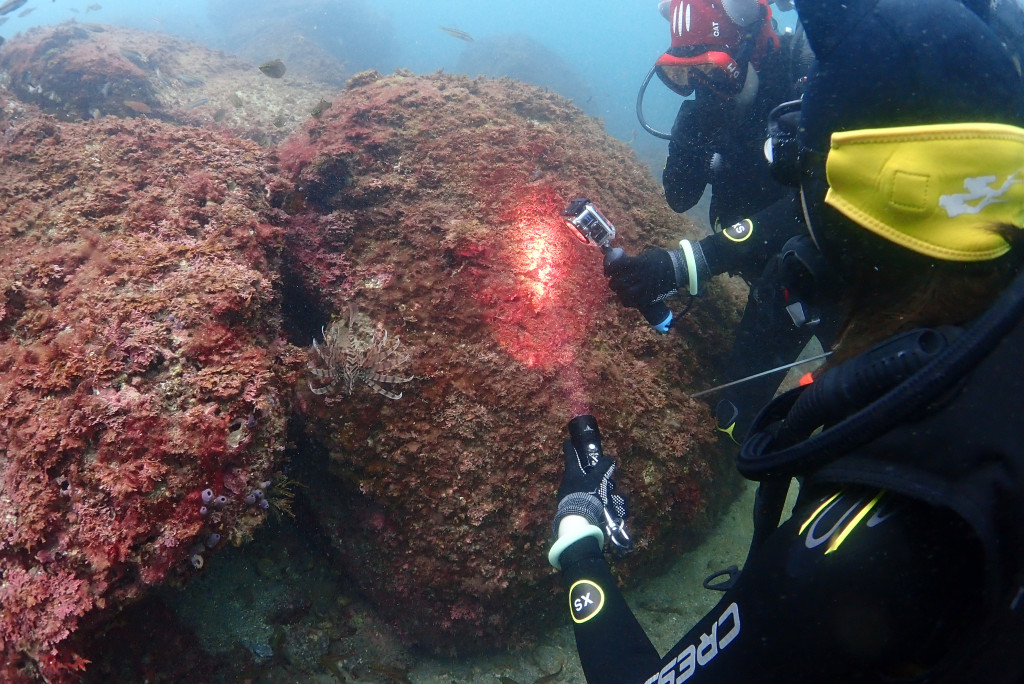 Try Diving at Dongmo Point, Seopseom with Guests from Nagoya
