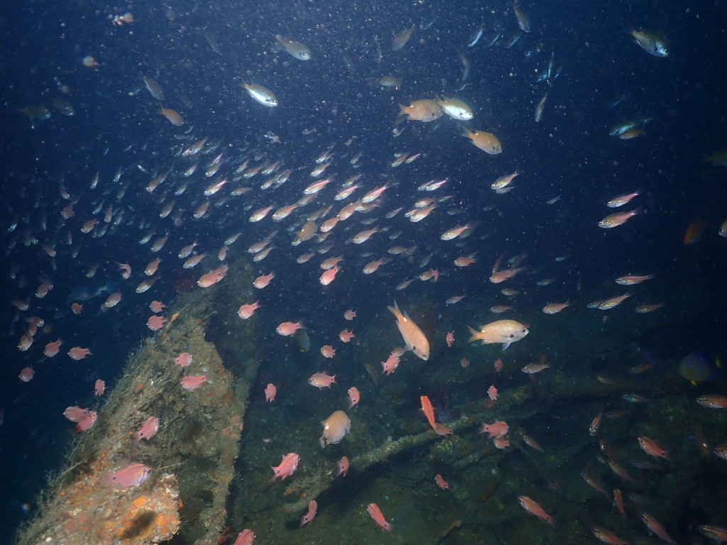 Wreck Diving at Munseom, Seogwipo  — Two Wrecks in One Dive: A Lucky Double Experience!