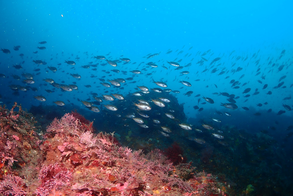 Jejigi Dive Point - Jeju Island