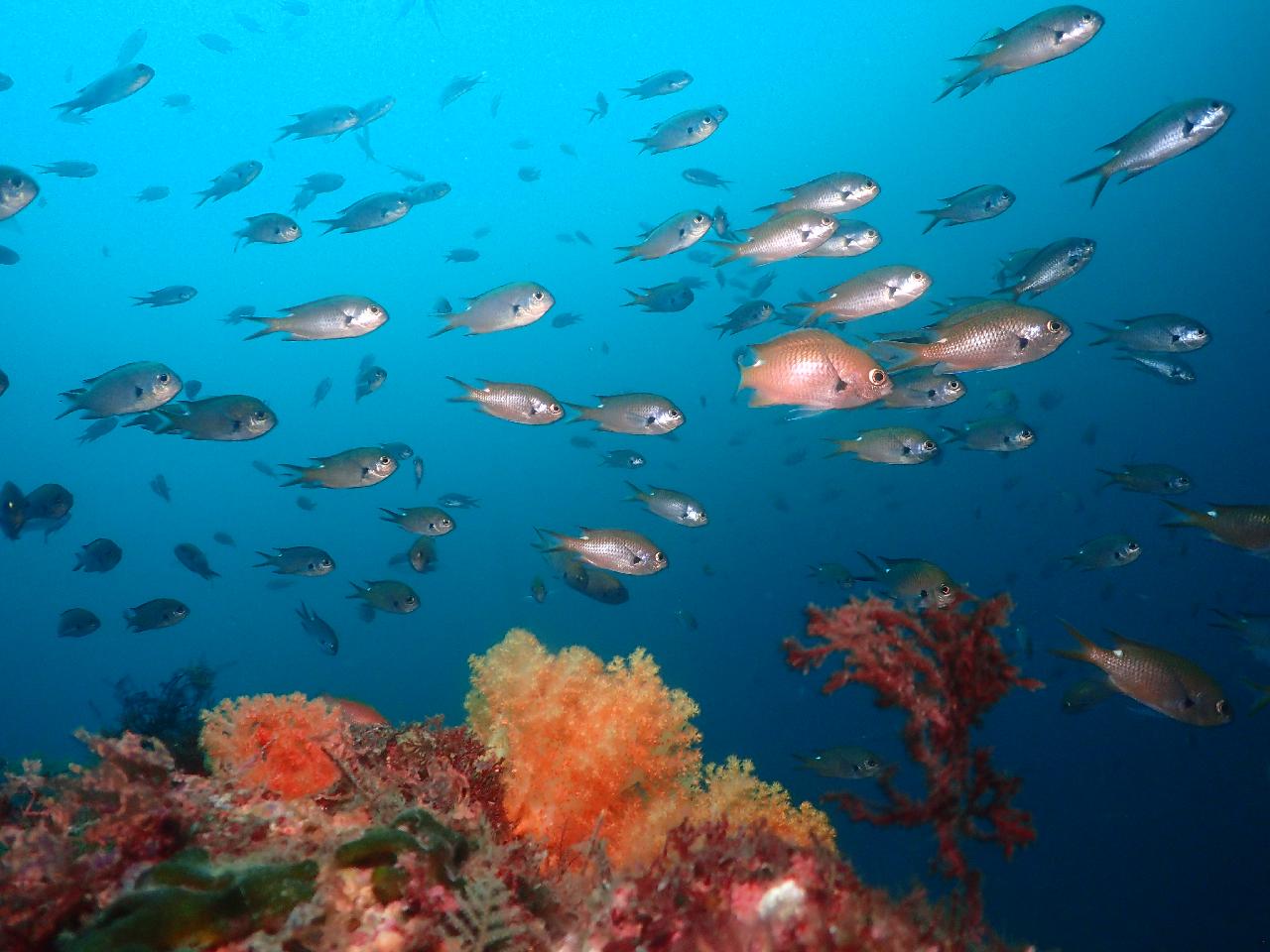 Jejigi Dive Point - Jeju Island