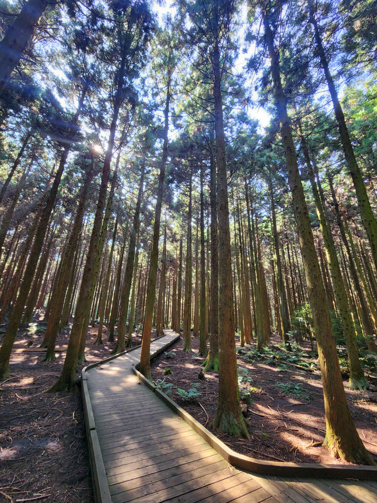 Dive & Heal in One Trip — Saryeoni Forest Trail in Jeju (사려니숲)
