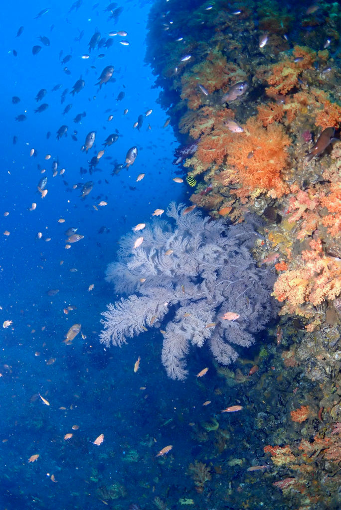 October is the high season for scuba diving in Jeju!