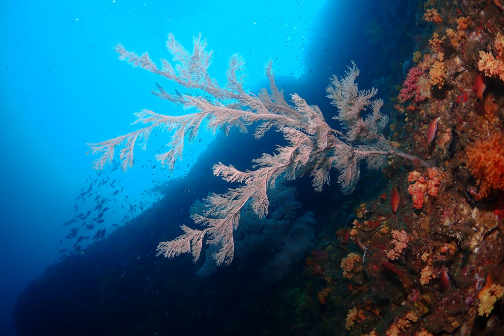 October is the high season for scuba diving in Jeju!