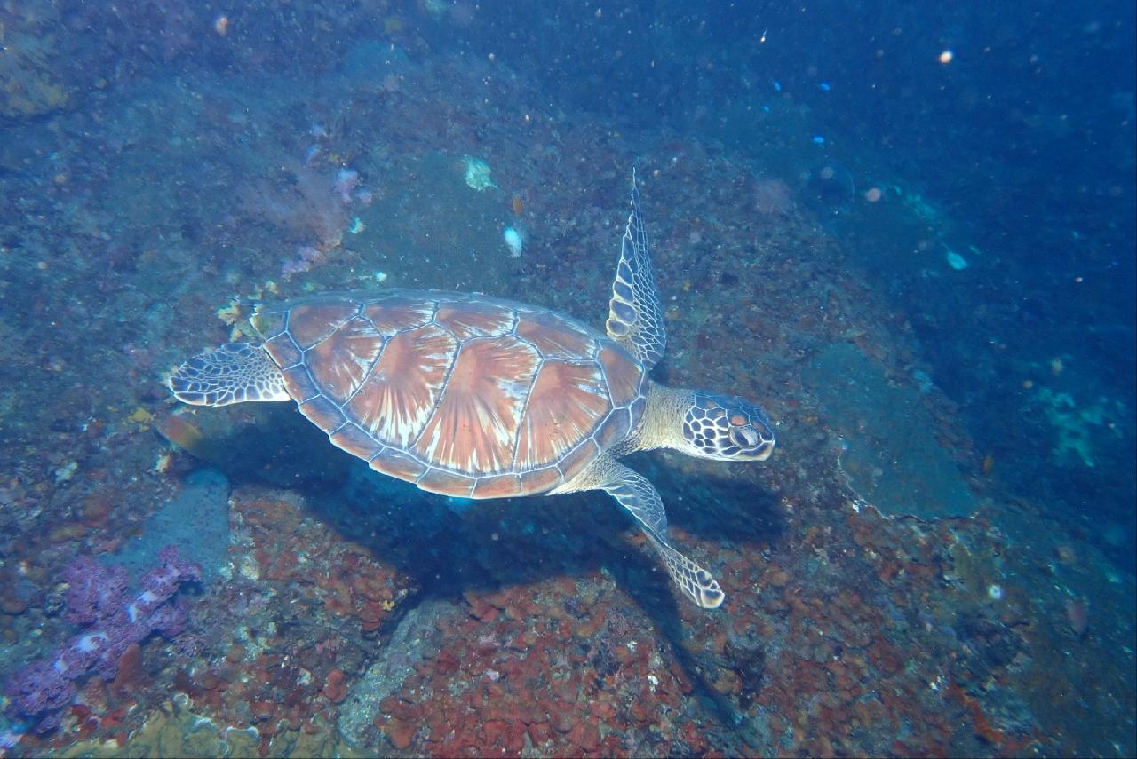 ジェジュ(済州)島でウミガメと一緒にダイビングを楽しもう