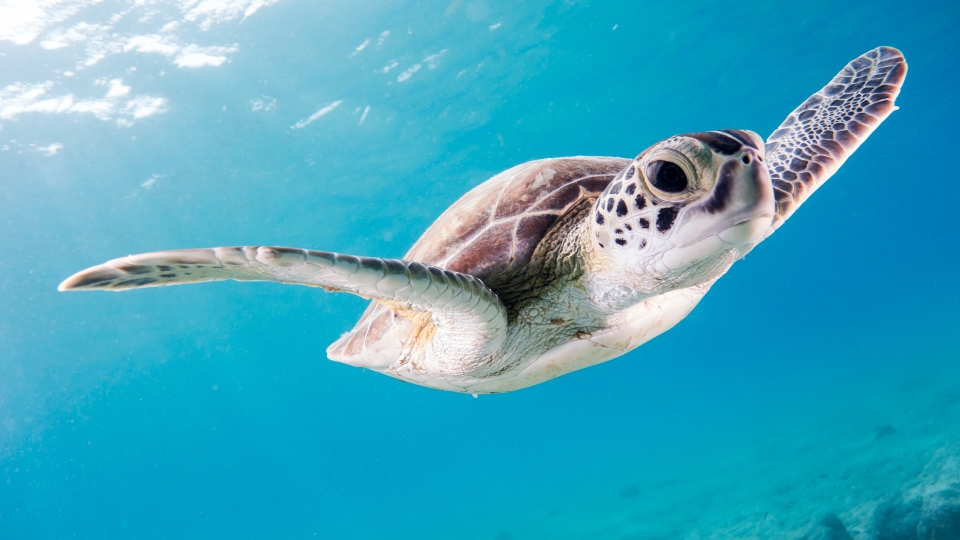 Enjoy Diving With Sea Turtles in Jeju