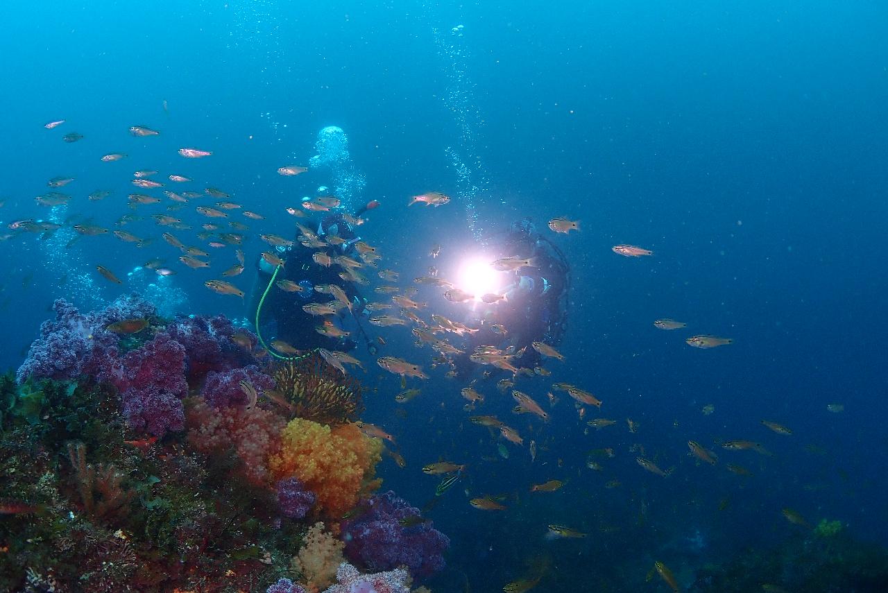 Scuba diving in Jeju — at Divemap