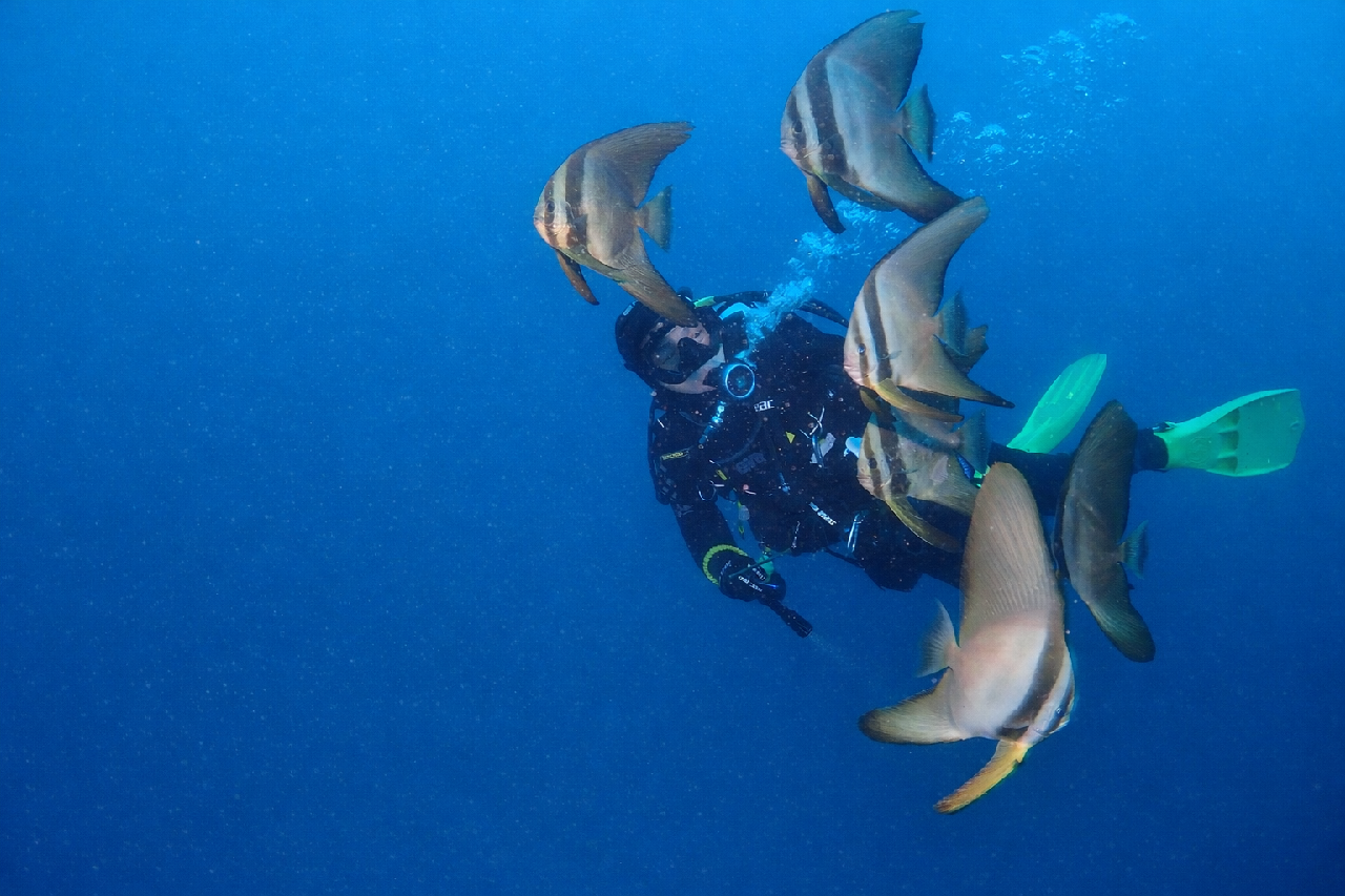 🤿 Enjoy Scuba Diving in Jeju Island  🌊 Not knowing what kind of encounter awaits makes it even more exciting and joyful ✨