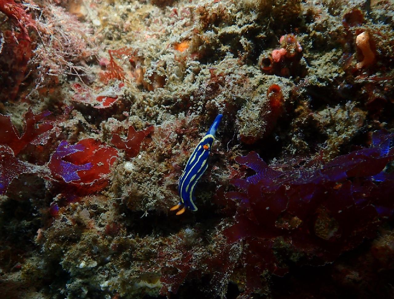 マクロで見る、済州の海