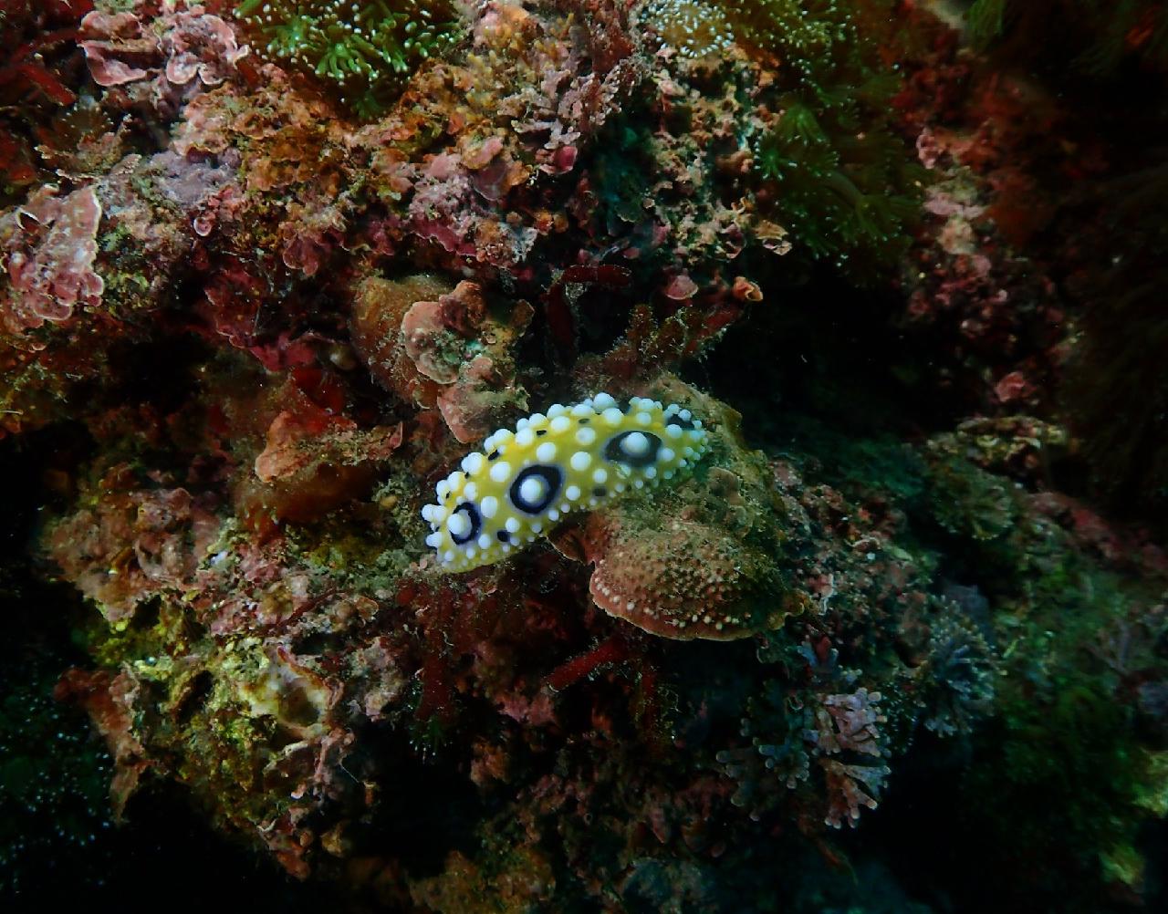 The Sea of Jeju, Seen in Macro
