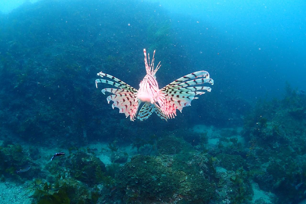 The Resident of Jeju Waters – Lionfish