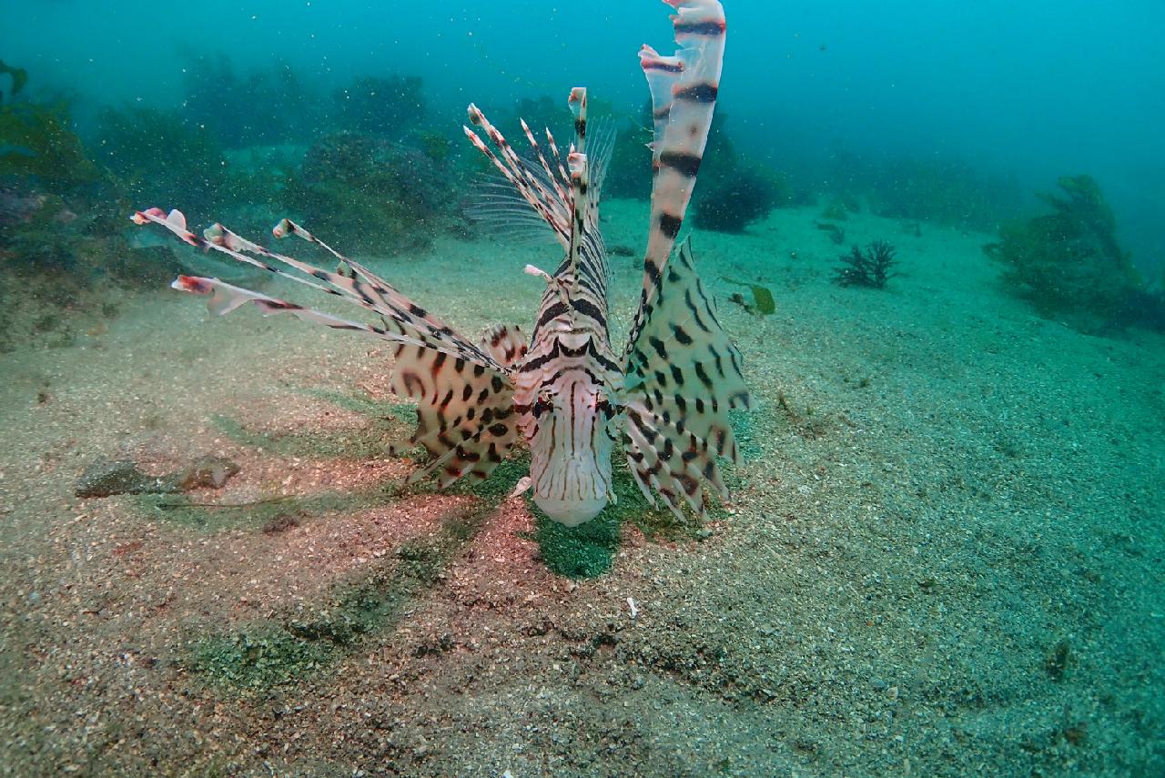 済州の海の主 ― ミノカサゴ