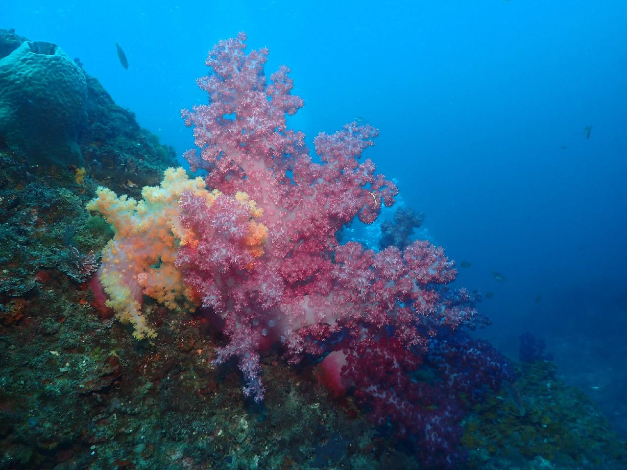初めての済州島ダイビング、サンゴと魚群に感動しました！