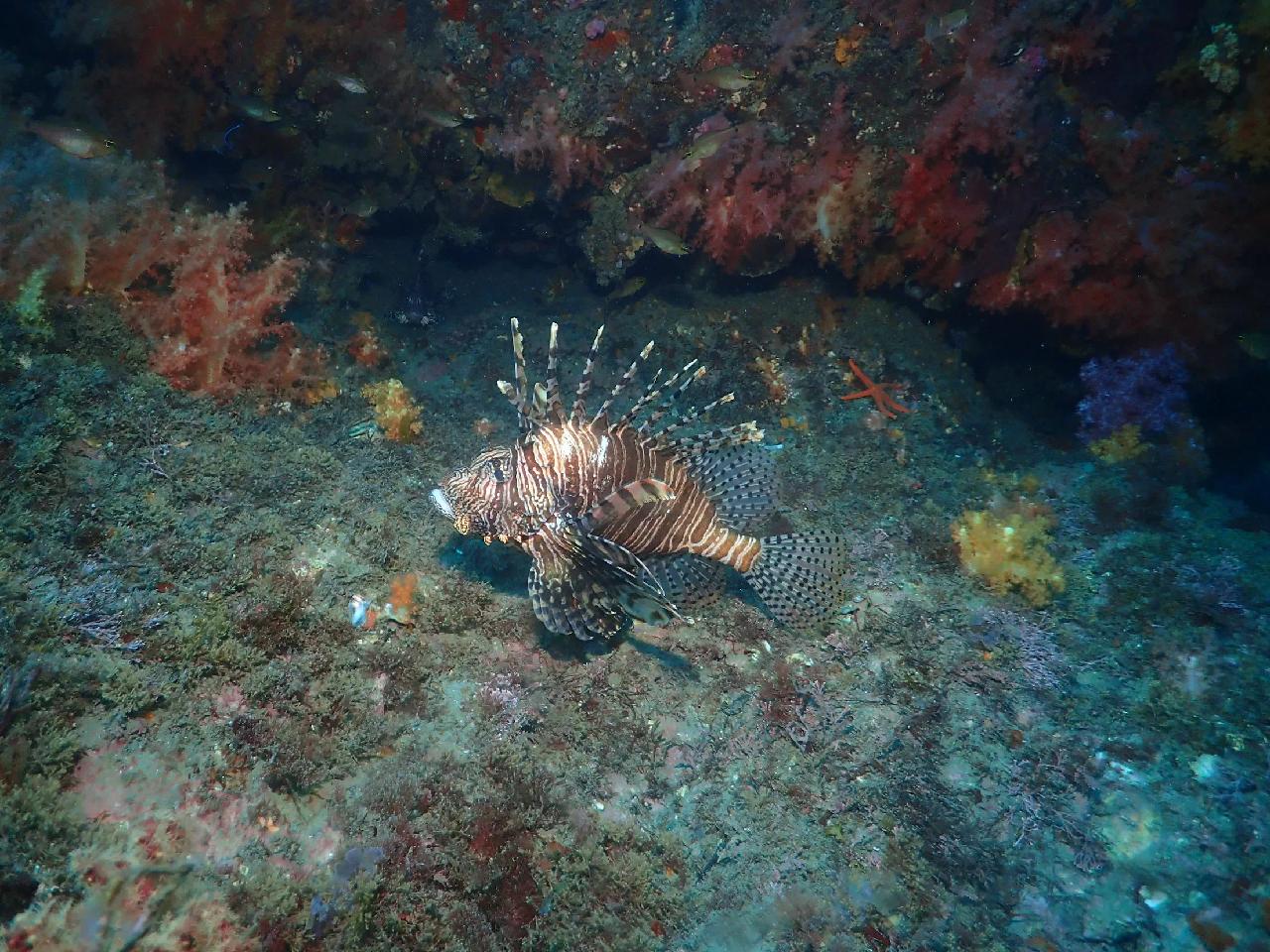 初めての済州島ダイビング、サンゴと魚群に感動しました！
