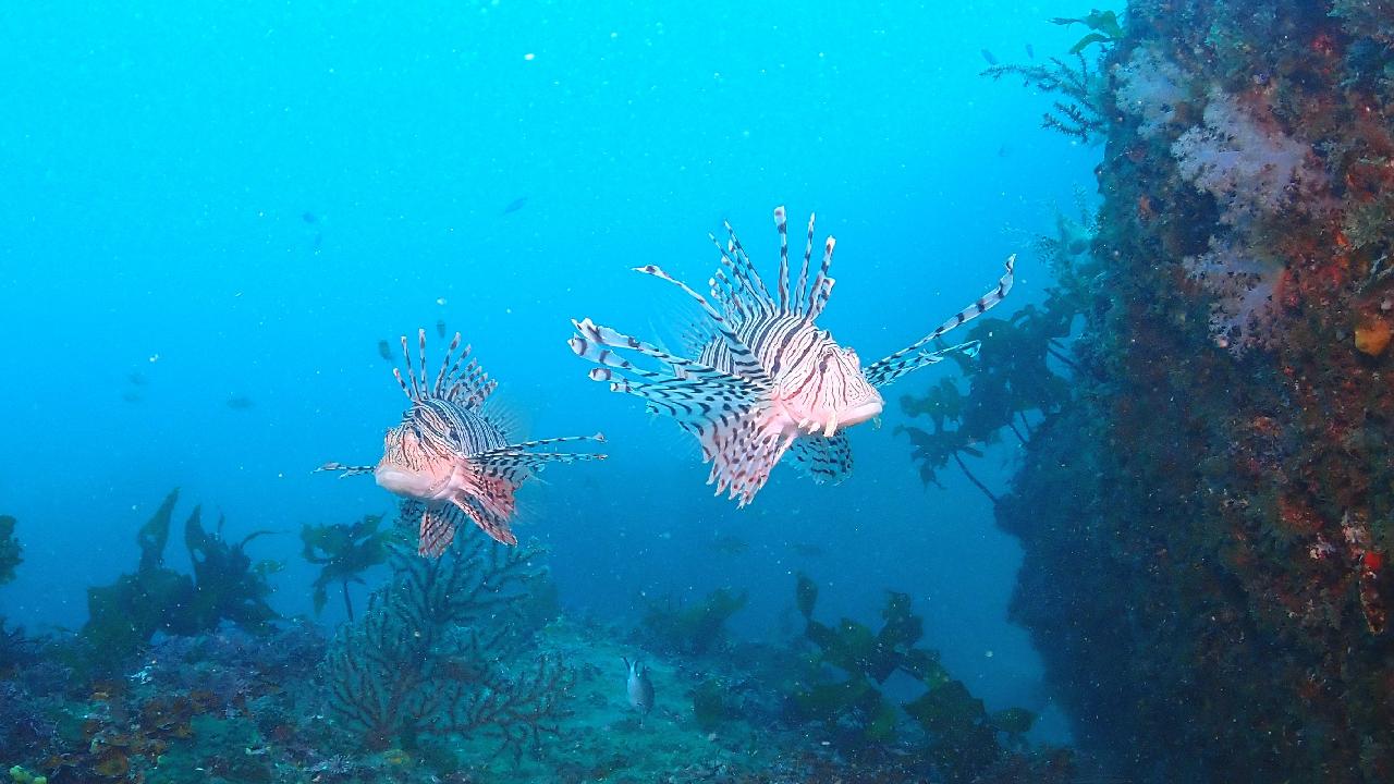 A Special Day of Diving in Jeju During a Busy International Conference Schedule