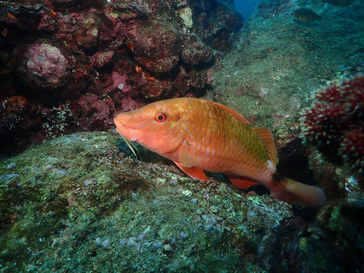 Diving with DIVMAP was one of the highlights of my trip to Jeju.