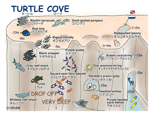 다이빙 투어 준비 일지.여행 희망 일자 : 2014
