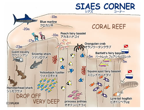 다이빙 투어 준비 일지.여행 희망 일자 : 2014