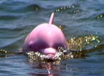 海豚