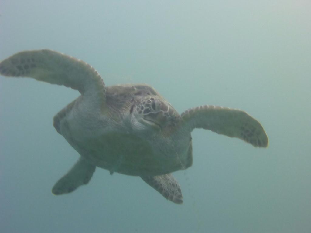 歡迎各位來台灣～潛水～任何想來台灣～潛水的～可以問我哦～