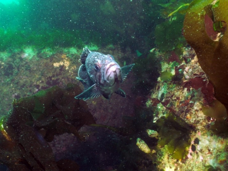 Black rockfish is commonly se