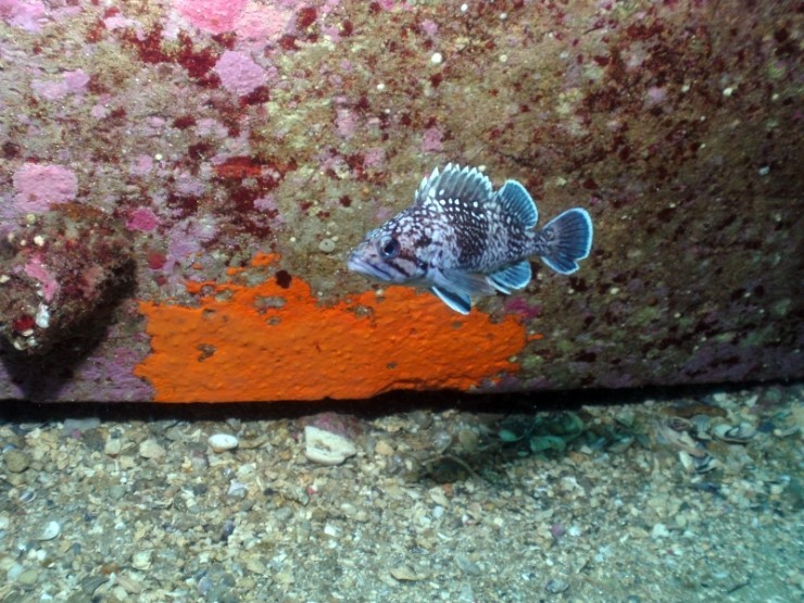  Black rockfish is commonly se